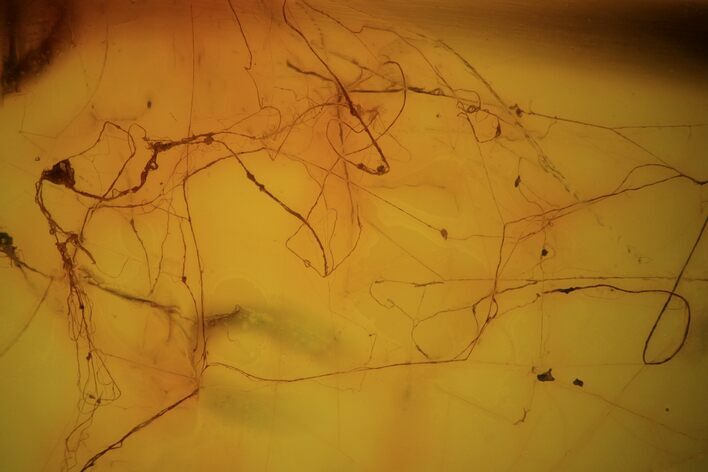 Fossil Spider Web In Baltic Amber - Rare! #73343